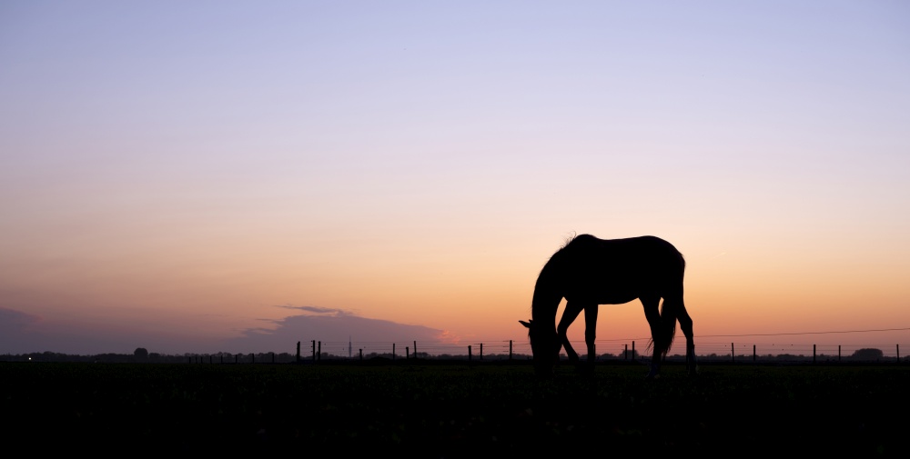 silhouette of grazing horse in meadow against colorful setting sun