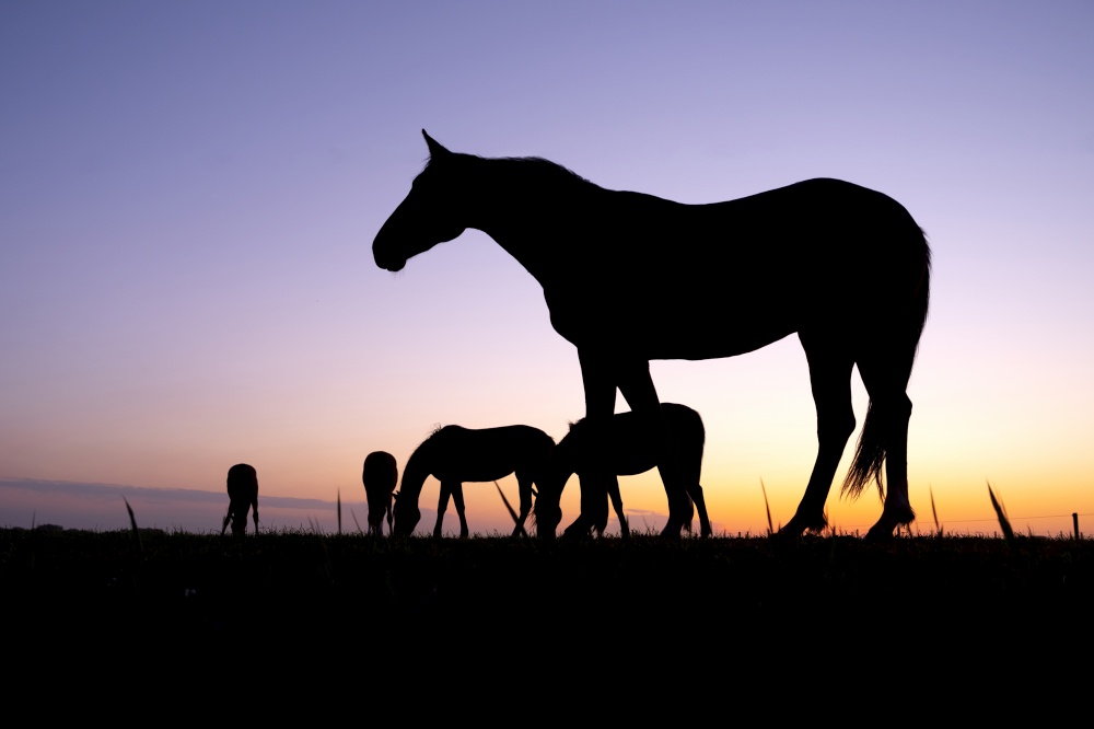 silhouette of grazing horses in meadow against colorful sunset