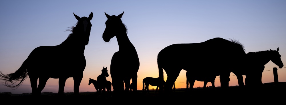 silhouettes of young active horses in meadow against colorful setting sun