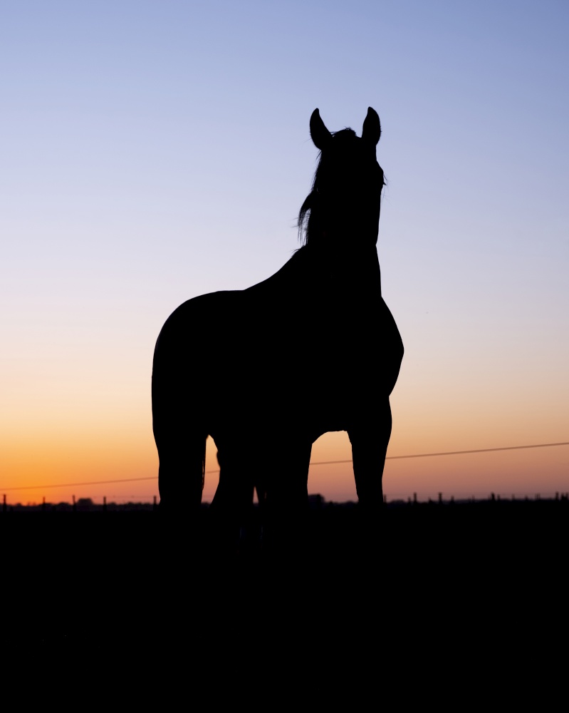 silhouette of standing horse in meadow against colorful setting sun