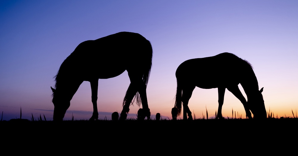 silhouettes of two grazing horses in meadow against colorful setting sun