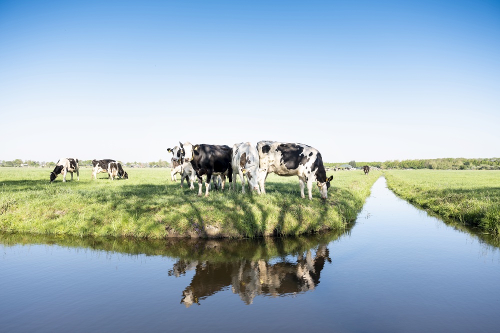 black and white holstein cows in green grassy spring meadow reflected in water of canal under blue sky in the netherlands