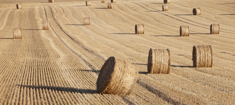 abstract pattern of straw bales in rolling hills of northern france under blue sky on sunny summer evening