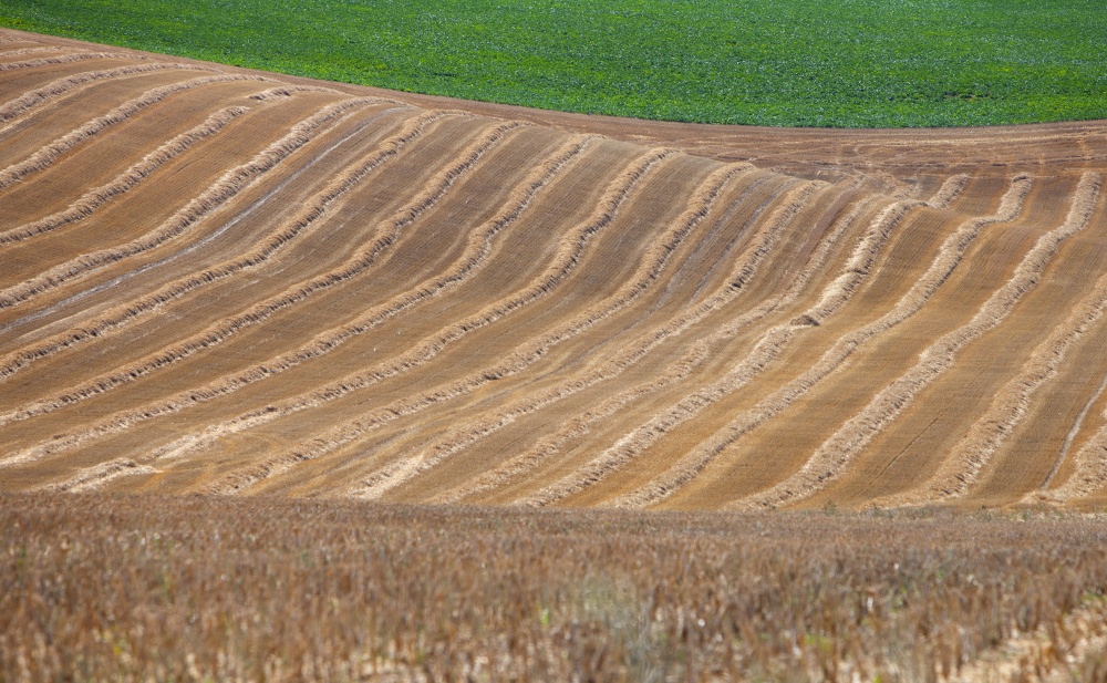 abstract harvest landscape in the north of france with golden rows of straw
