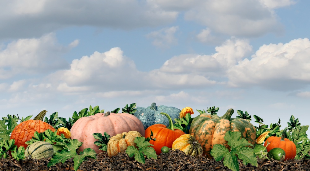 Pumpkin farm harvest and autumn squash harvested as an outdoor farmer marketwith fresh fruit as a seasonal display in the fall and a thanksgiving symbol with a sky background.