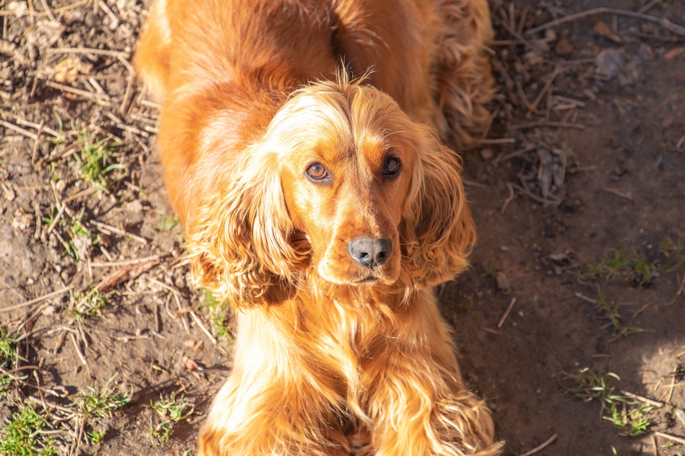 Young red English Cocker Spaniel dog portrait, dirt background