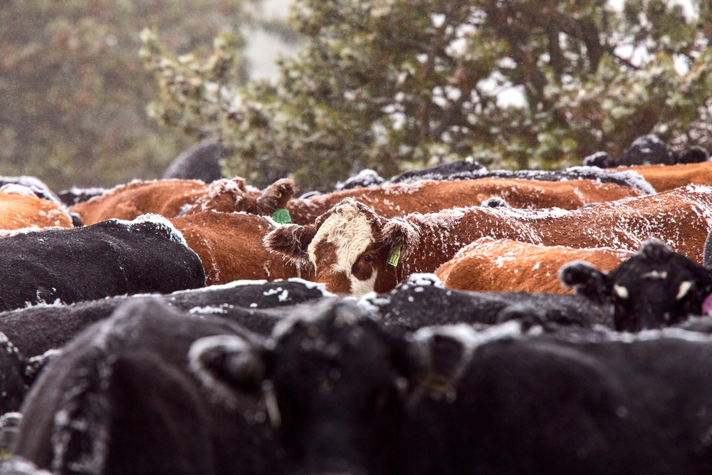 Cattle Huddle in Winter Snow Storm Canada Alberta