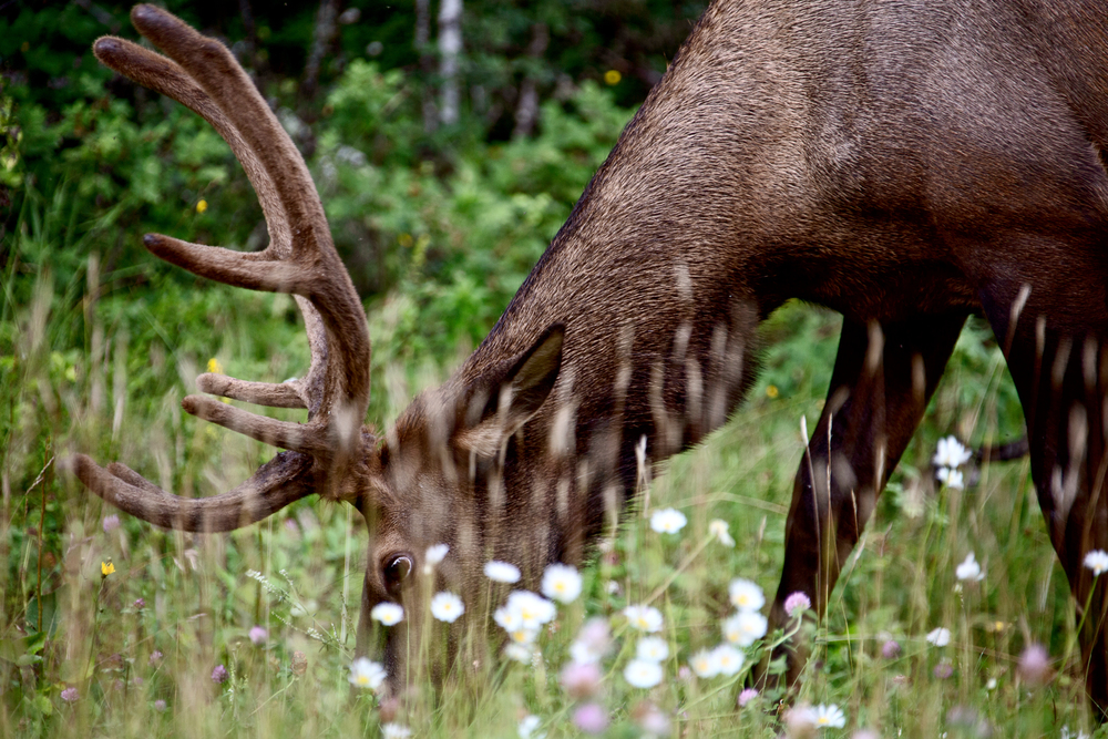 Wild Elk Canada Prince Albert Park Saskatchewan