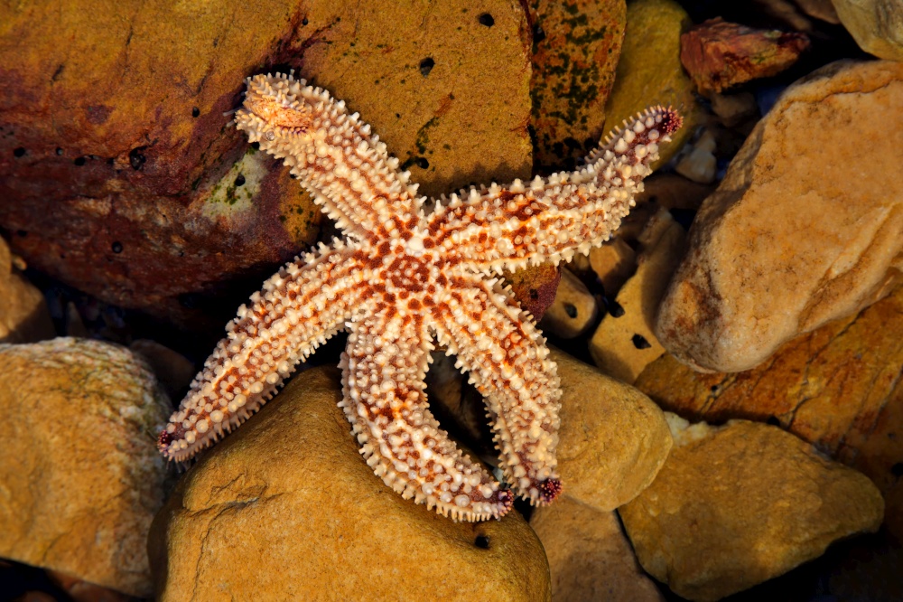 Colorful yellow and orange starfish in a coastal rock pool, South Africa