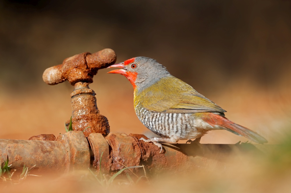 A male green-winged pytilia (Pytilia melba) drinking water from a leaking tap, South Africa