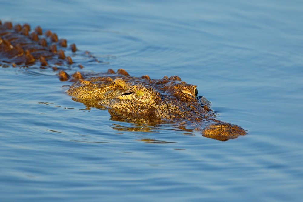 Portrait of a large Nile crocodile (Crocodylus niloticus) in water, Kruger National Park, South Africa