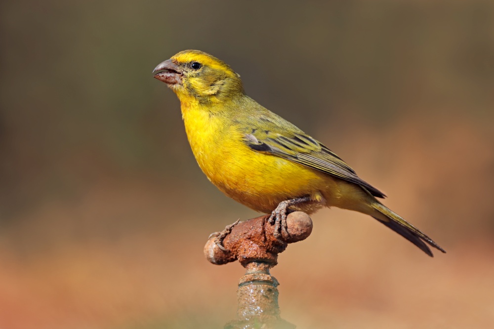 A male yellow canary (Crithagra flaviventris) perched on a tap, South Africa