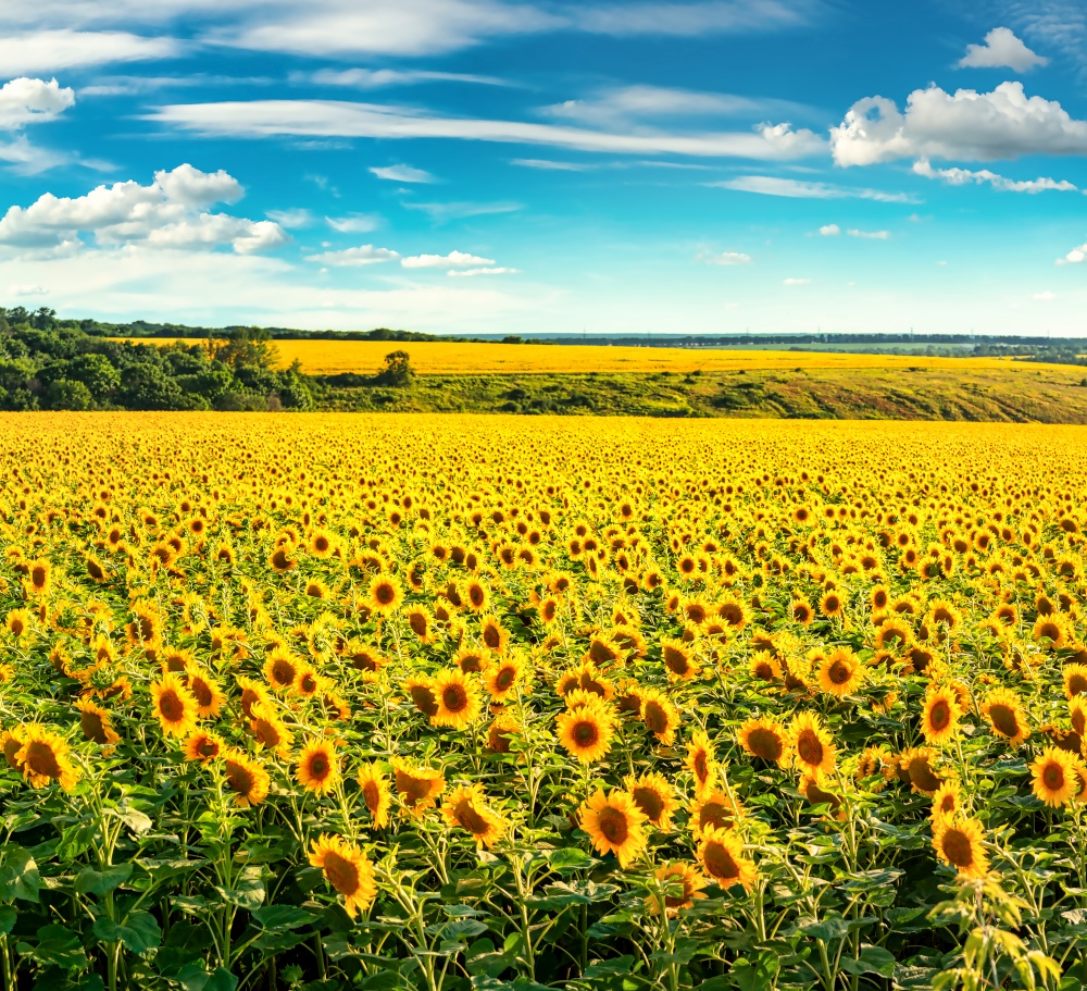 Blooming sunflower field on a sunny summer evening. Field in the evening