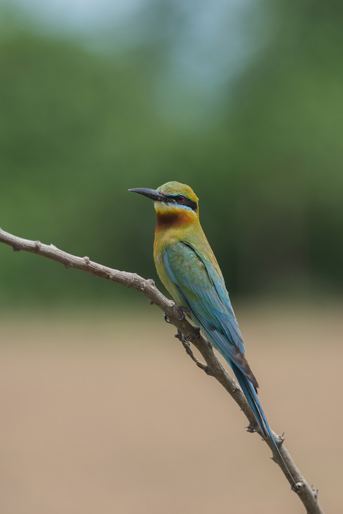 beautiful bird Blue tailed Bee eater on a branch.(Merops philippinus)