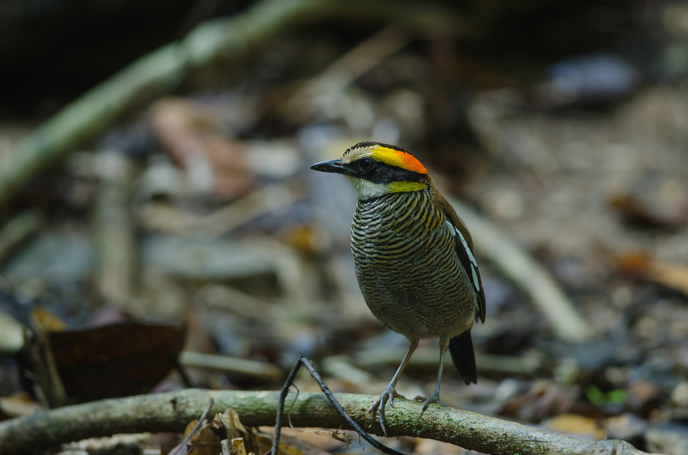 Beautiful female of Malayan Banded Pitta ( Hydrornis irena) in nature, Thailand