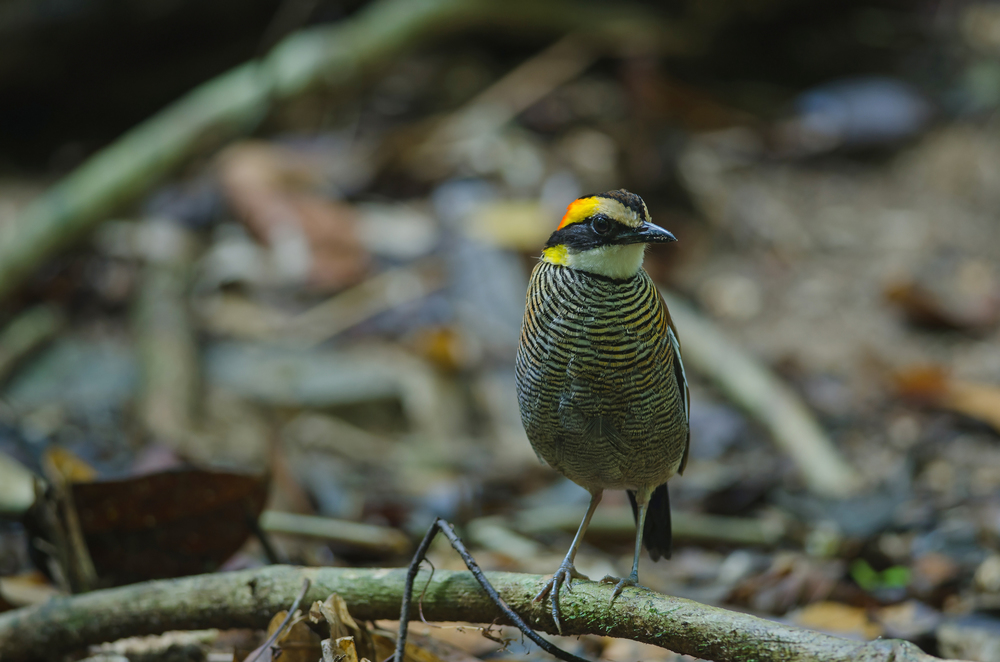 Beautiful female of Malayan Banded Pitta ( Hydrornis irena) in nature, Thailand