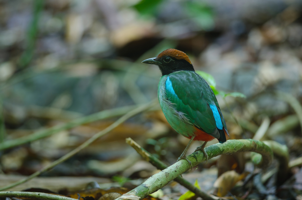 Hooded Pitta (Pitta sordida) standing on a branch in nature